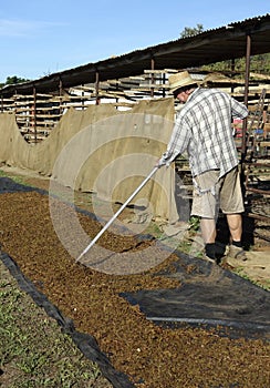 Middle-aged Man Raking Dried Sultanas.