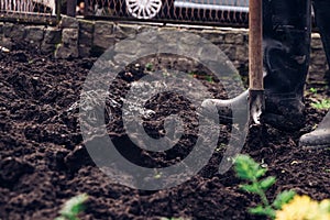 Middle-aged man steps on a spade and then pulls out a piece of dirt and turns it over for a better delivery of nutrients. Rubber