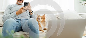 Middle-aged man using smartphone with chihuahua dog