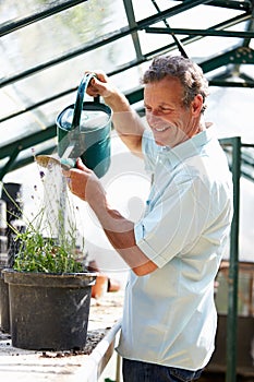 Middle Aged Man Working In Greenhouse