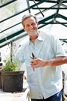 Middle Aged Man Working In Greenhouse