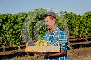 A middle aged winemaker carrying a wooden box of grapes.