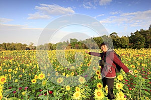 Middle-aged woman and beautiful sunflower at xiangshan flower sea, adobe rgb