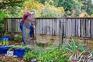 Middle aged woman digging a hole in a front yard garden in preparation for installing a new bush