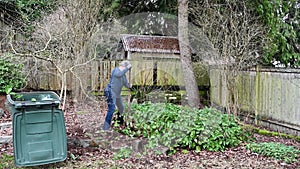 Middle aged woman digging out overgrown Epimedium in garden with shovel, yard waste container