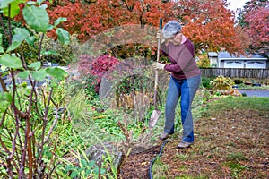 Middle aged woman digging the remains of a dead bush out of a front yard garden in the fall