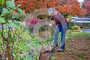 Middle aged woman digging the remains of a dead bush out of a front yard garden in the fall