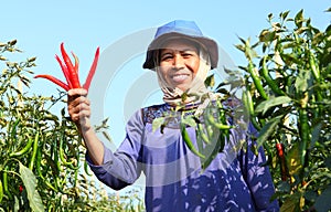 Middle aged woman farmer, with red organic chili