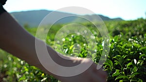 Middle-aged woman hands picking up fresh green tea leaves on tea plantation farm field with mountain background