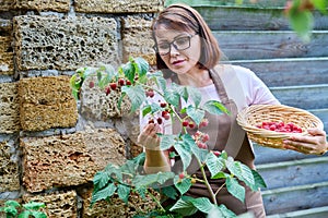 Middle aged woman harvesting ripe raspberries in the garden