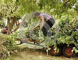 Middle-aged Woman Moving Plant Cuttings On Trailer