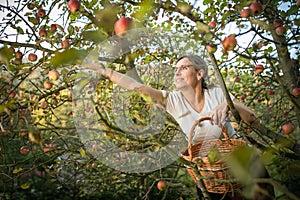 Middle aged woman picking apples in her orchard
