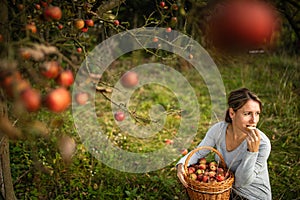 Middle aged woman picking apples in her orchard