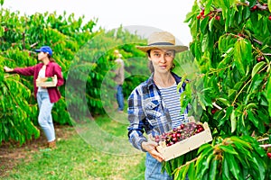 Middle aged woman picking cherries in fruit garden