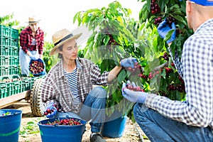 Middle aged woman picking cherries in fruit garden