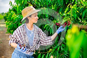 Middle aged woman picking cherries in fruit garden