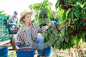 Middle aged woman picking cherries in fruit garden