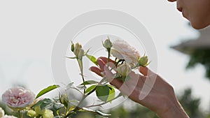 A middle aged woman in profile view delicately tilts head for inhale the scent of favorite pink peonies in the sunbeams