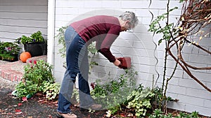Middle aged woman putting a foam cover on an outdoor spigot as part of fall outdoor chores getting ready for winter