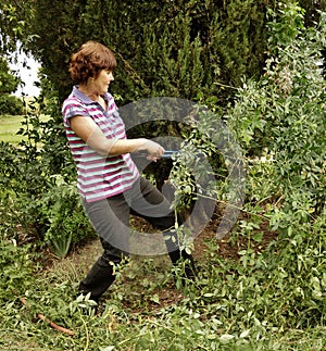 Middle-aged Woman Tackles Overgrown Prickly Rose Bush With Secateurs.