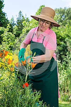 Middle-aged woman watering orange lilies.