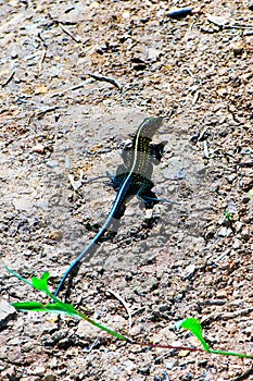 Middle American ameiva Ameiva festiva