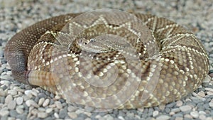 Middle american rattle snake or central american rattle snake or crotalus simus photo