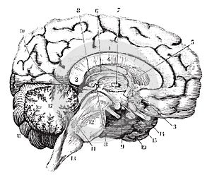 Middle and anterior-posterior section of the brain, vintage engr