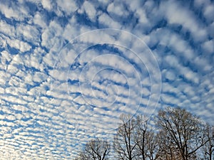 Middle Atmosphere Altocumulus Clouds With Treetop Foreground