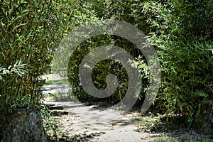A trail in the middle of the bamboo grove