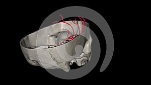 The middle cerebral artery (MCA) is a critical artery which has an extensive clinical significance