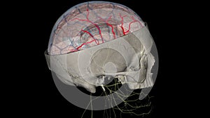 The middle cerebral artery (MCA) is a critical artery which has an extensive clinical significance