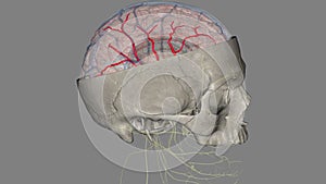 The middle cerebral artery (MCA) is a critical artery which has an extensive clinical significance