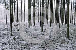 In the middle of a conifer forest covered with the first snow.