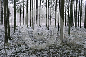 In the middle of a conifer forest covered with the first snow.