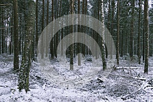 In the middle of a conifer forest covered with the first snow.