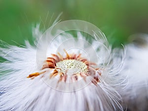 Middle of a dandelion, bald head close-up macro. middle of the flower. flown dandelion