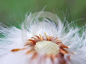 Middle of a dandelion, bald head close-up macro. middle of the flower. flown dandelion