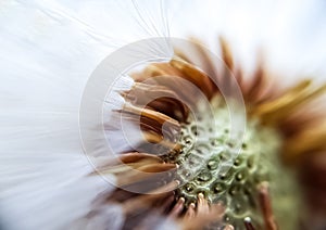 Middle of a dandelion, bald head close-up macro. middle of the flower. flown dandelion