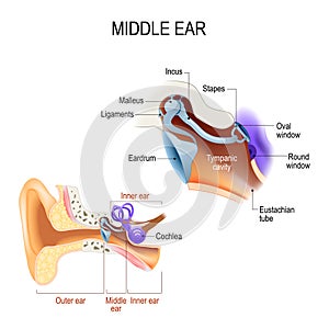 Middle ear. Three ossicles: malleus, incus, and stapes hammer, anvil, and stirrup