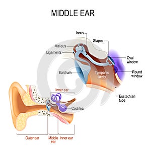 Middle ear. Three ossicles: malleus, incus, and stapes hammer, anvil, and stirrup photo