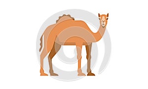 Middle East native animal dromedary camel Camelus dromedarius side angle view, flat style vector illustration isolated on white