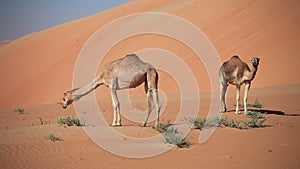 Middle eastern camels in a desert, UAE