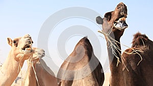 Middle Eastern camels eating hale at the farm