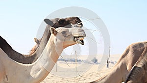 Middle Eastern camels eating hale at the farm