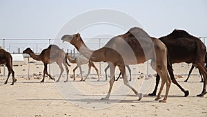 Middle eastern camels walking on a road in UAE