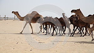 Middle eastern camels walking on a road in UAE