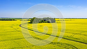 In the middle of a field of flowering rapeseed is a small forest and a dirt road leading to it, yellow rapeseed flowers against