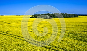 In the middle of a field of flowering rapeseed is a small forest and a dirt road leading to it, yellow rapeseed flowers against