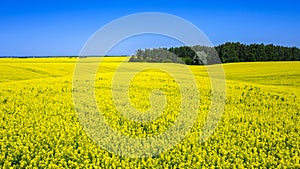 In the middle of a field of flowering rapeseed is a small forest and a dirt road leading to it, yellow rapeseed flowers against